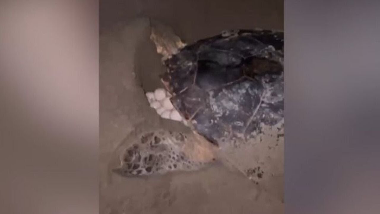 Storica deposizione di uova di tartaruga marina a Riccione