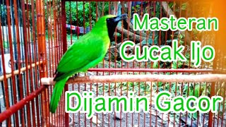 Download lagu murai daun mental fighter ll emosi lawan semakin meningkatkan gairah bunyi suara mp3