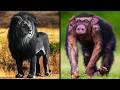 Hybrid Animals That Are 100 Real
