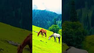 Download lagu Kashmir🏔️😍 #india #kashmir #mountains #jannatkashmir #travel #glacier #90s #hindisong #tourism mp3 Download lagu Kashmir🏔️😍 #india #kashmir #mountains #jannatkashmir #travel #glacier #90s #hindisong #tourism mp3