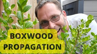 How to Propagate Boxwood from Cuttings