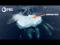 What Is Wave Washing How Killer Whales Hunt Seals