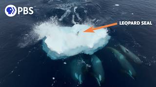 What Is Wave Washing: How Killer Whales Hunt Seals