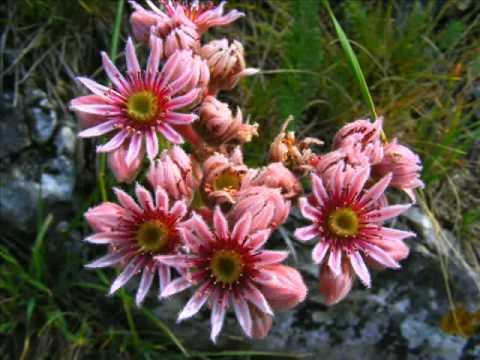 Gyalui havasok és köryéke 2011