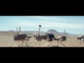 Samsung Official TVC Ostrich