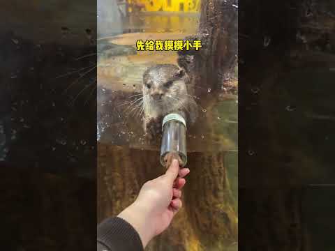 A piece of beef is not enough for the little otter. Otter. Baby otter. Changsha zoolung large in