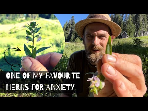One of my favourite Herbs for Anxiety