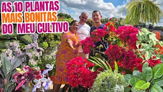 AS 10 PLANTAS MAIS BONITAS DO MEU CULTIVO: FLORES E FOLHAGENS LINDAS E EXUBERANTES | QUINTAL DA ZIZI
