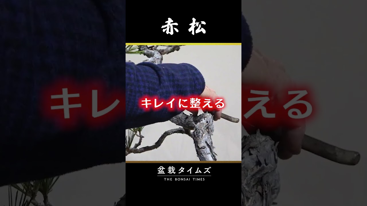 【赤松】スラリとした斜幹文人