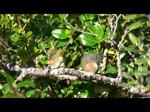 Silvereyes preening Shore Road reserve Remuera 100719
