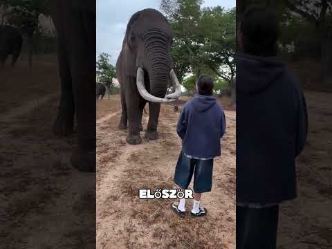 Ez az elefánt ellopta a kisfiú sapkáját 😯❤️