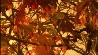 Vivaldi Autumn The Four Seasons High Quality