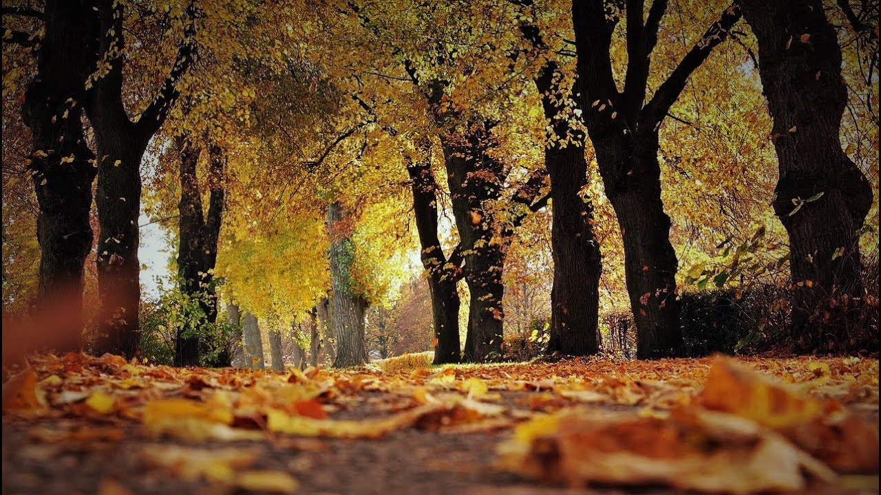 初秋  浜田省吾