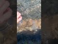 San Marcos River