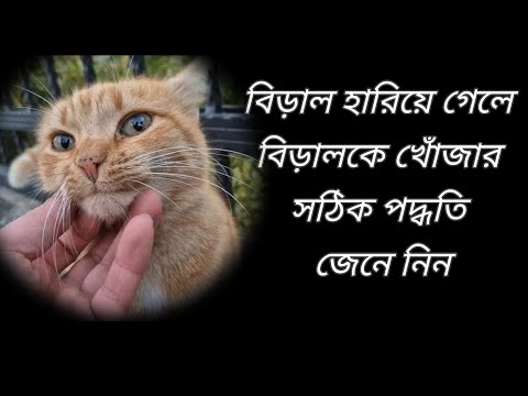 হারিয়ে যাওয়া বিড়ালকে খোঁজার সঠিক পদ্ধতি জেনে নিন #catvideos #kitten #religion