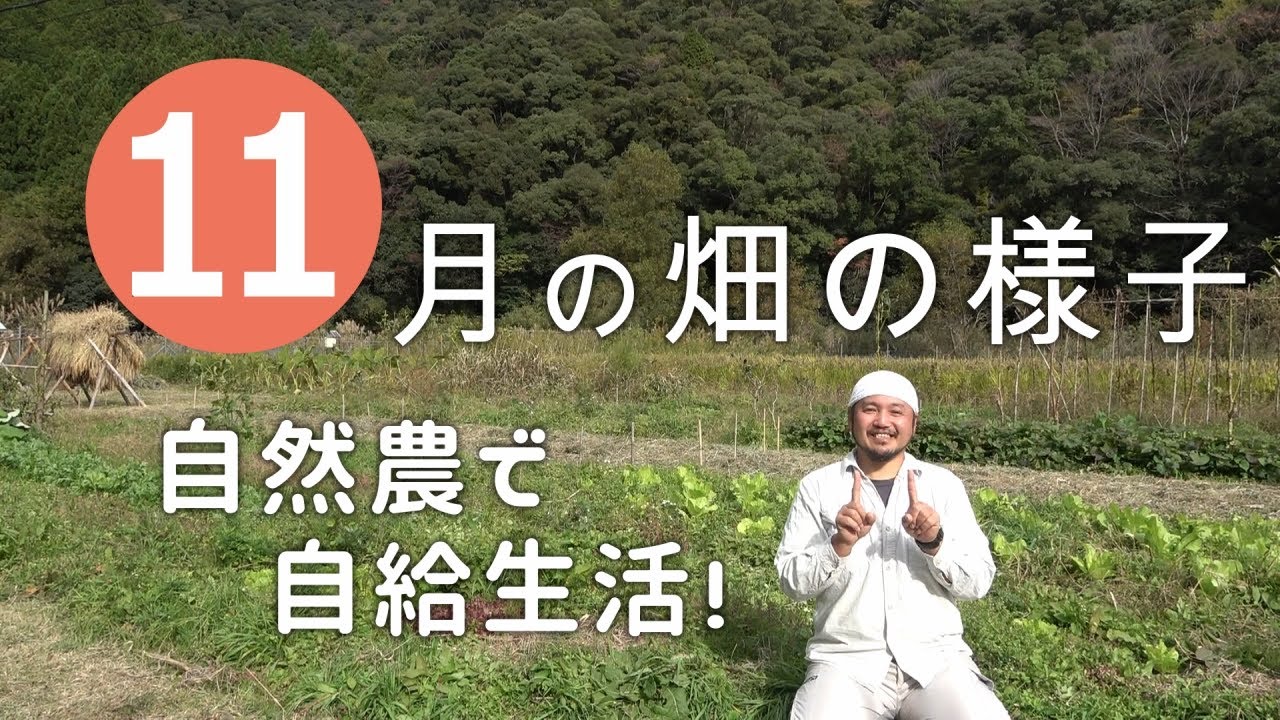 【自然農】自然農で自給生活 ！ 11月の畑の様子 2021/11/14　[Natural farming] Self-sufficiency life through natural farming