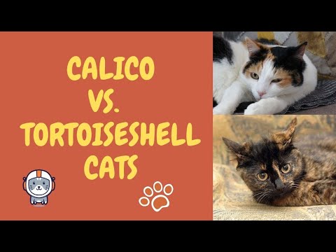 How To Spot The Difference Between Calico and Tortoiseshell Cats