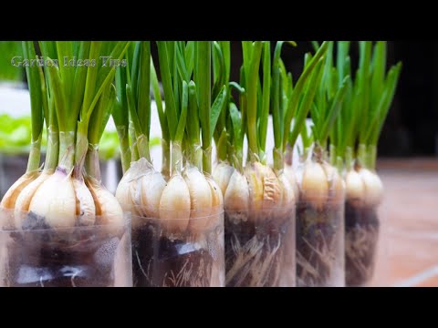, title : 'Growing Garlic Using Hydroponics Method on the Balcony, Gardening Tips for Vegetables'