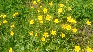 Beautiful wild yellow flowers &amp; insect creeping | Yellow flower hurbs | non copyright video