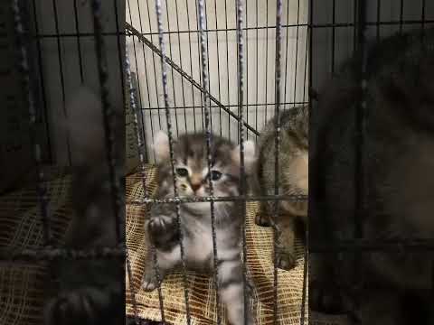 What Was That?? Cute Kitten In The Cage #shorts