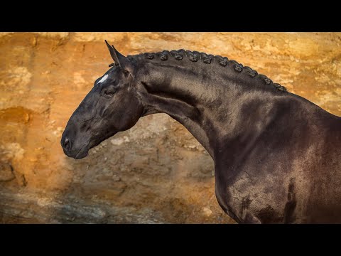 **SOLD** Talented Black Beauty (REF#258)