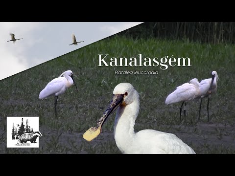 Kanalasgém