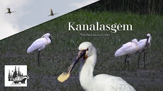 Kanalasgém bemutatása – fajismertető videó