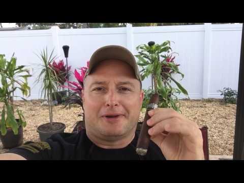 Blanco Cigars at CO HQ with a vintage Blanco NINE