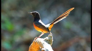 Download lagu dijamin langsung nyaut dan ngeplong jika murai batu anda mendengar suara ocehan super seperti ini mp3