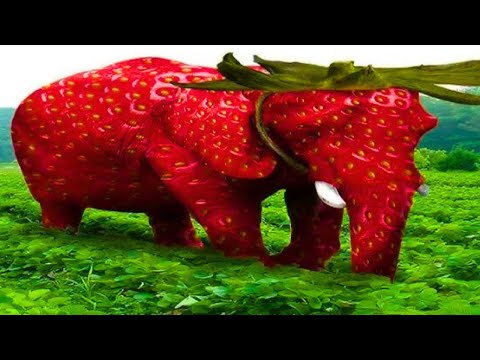 Strawberry Elephant meme