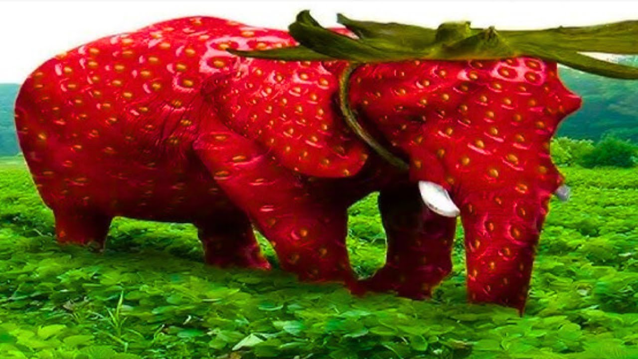 Strawberry Elephant meme