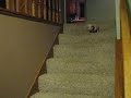Hamlet the Mini Pig - Goes Down the Stairs 