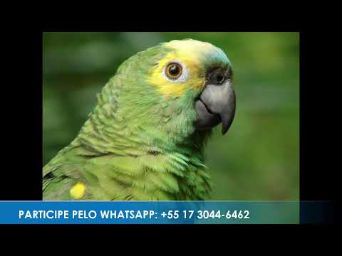 Programa: Caminho da Roça - 28/05/26 - Parte 1 - Apresentação: Paulinho