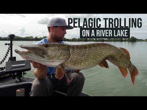 Pelagic Trolling for Northern Pike on a River Lake