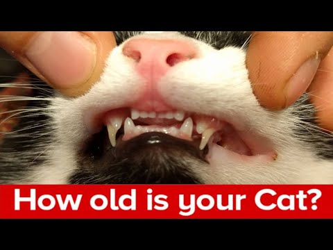 Calculating Your Cat’s Age