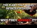 This Plant Replaces All Fertilizer FOREVER Why Did The FDA Ban It