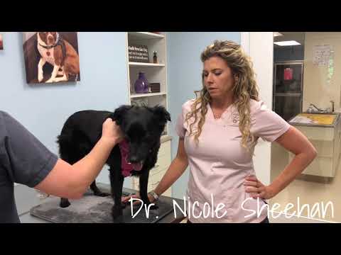 Olive - Fecal Incontinence and Progressive Retinal Trophy