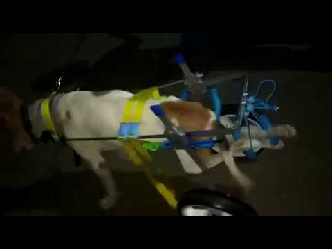 MIntbowl dog wheelchairs India Stray Dog enjoy to run Mob 9979035679 paralyzed handicap dog cart