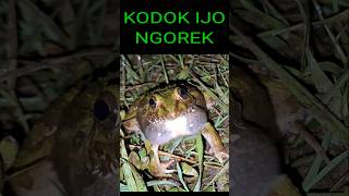 Download lagu Kodok Ngorek || Suara kodok ijo mp3 Download lagu Kodok Ngorek || Suara kodok ijo mp3