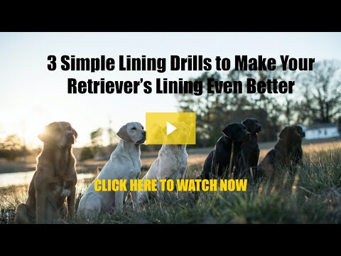 3 Drills to Make Your Retriever’s Lining Even Better