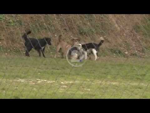 Mbytja e bukles nga qente endacak ne Prishtine