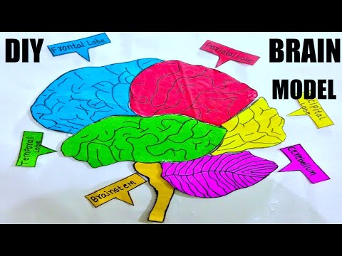 human digestive system working model 3d science project for science exhibition diy howtofunda