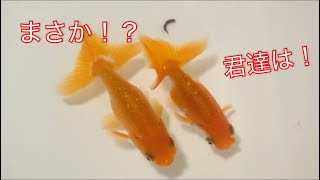 《金魚》大阪らんちゅうが朝からイチャイチャしていたので‥