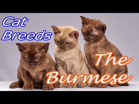 CAT BREEDS (The Burmese) Identify Top 10 Longest Living Cats & Kittens info