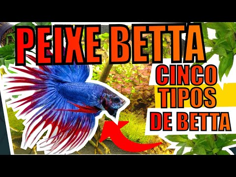 🔴5 TIPOS DE PEIXE BETTA PARA AQUÁRIOS |Mr. Betta|