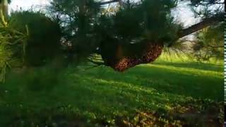 LetMBee Method for Hiving a Swarm 2017-05-16