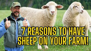 7 Reasons You Want Sheep On Your Farm