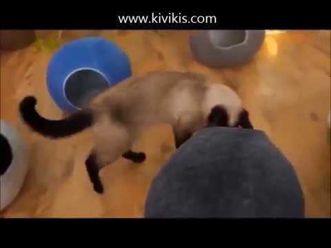 Casa para Gatos de Lana Kivikis III