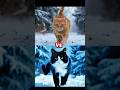 Epic Cat Battle Orange Tabby Vs The Ultimate Challenger Cat Cutecat