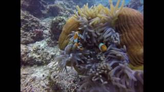 Blake and Lan: The Underwater Proposal
